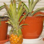 Benefits Of Pineapples For The Elderly