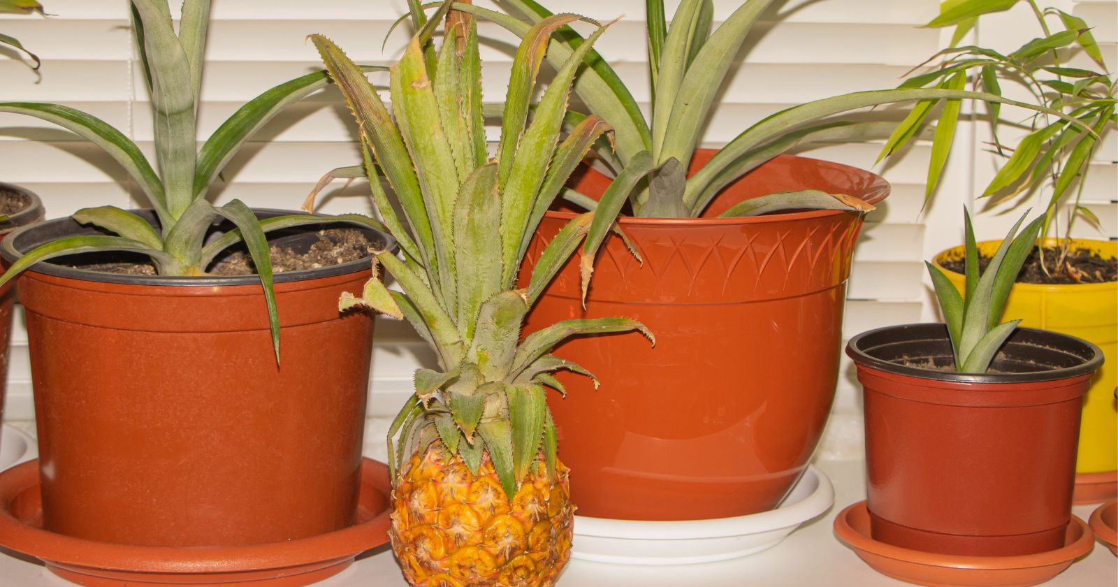 Benefits Of Pineapples For The Elderly