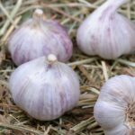 Benefits of Garlic For The Elderly