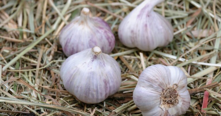 22 Benefits of Garlic For The Elderly