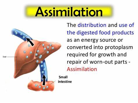 Assimulation