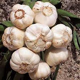 Benefits of Garlic For The Elderly - Bushel of Garlic
