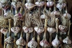 Benefits of Garlic For The Elderly - Dried Garlic